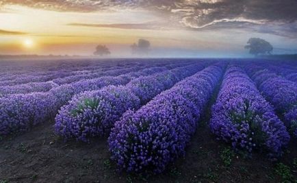 Magic Provence și miraculoase plante din Provence, strălucirea vieții