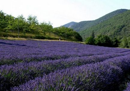 Magic Provence și miraculoase plante din Provence, strălucirea vieții