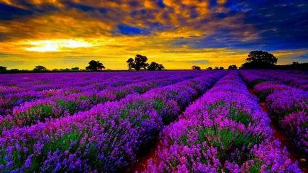 Magic Provence și miraculoase plante din Provence, strălucirea vieții