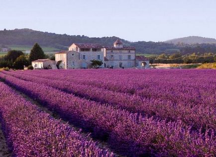 Magic Provence și miraculoase plante din Provence, strălucirea vieții