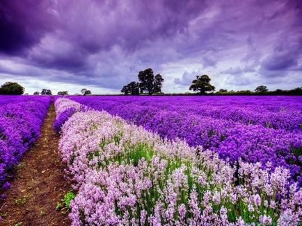 Magic Provence și miraculoase plante din Provence, strălucirea vieții