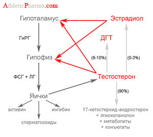 Recuperarea producției proprii de testosteron după administrarea recomandărilor și tehnicilor de steroizi