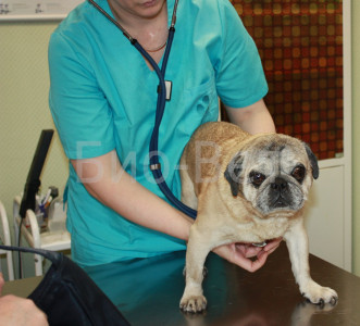 Veleszületett szívbetegségek a kutyák tünetei és kezelése - Veterinary Clinic Bio-VET