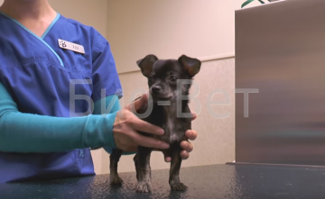 Veleszületett szívbetegségek a kutyák tünetei és kezelése - Veterinary Clinic Bio-VET