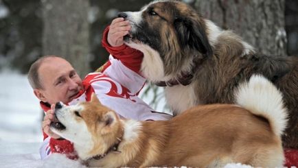 Totul despre câini, unde este labradorul cailor, dacă biscuiții sunt prieteni cu Yume, soarta pudelului Tosi, blogul Vladimir