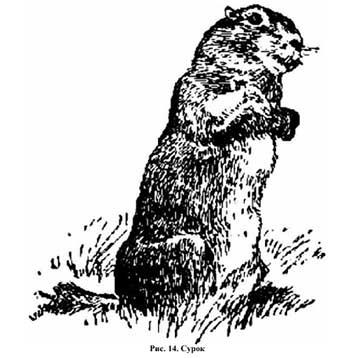 În spațiile de stepă, gopher, marmot, hamster, jerboa - pagina 14