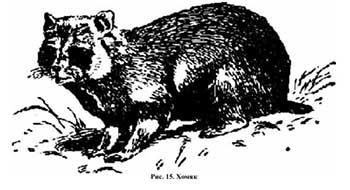 A puszták gopher, mormota, hörcsög, jerboa - 14. oldal (vadászata mezei nyúl) A puszták gopher, mormota, hörcsög, jerboa - 14. oldal