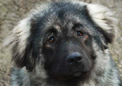 Caracterul de Sheepdog caucazian