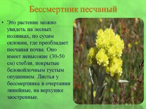 Холестеринові камені в жовчному міхурі симптоми і лікування