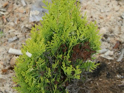 Conifere de plante cypress fotografie și numele de soiuri și specii, de îngrijire pentru soiuri de chiparos