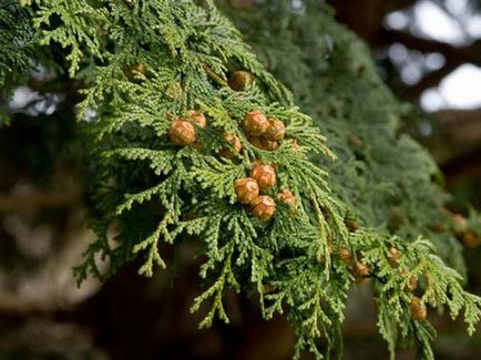 Conifere de plante cypress fotografie și numele de soiuri și specii, de îngrijire pentru soiuri de chiparos