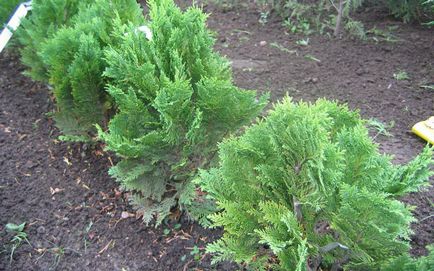 Conifere de plante cypress fotografie și numele de soiuri și specii, de îngrijire pentru soiuri de chiparos