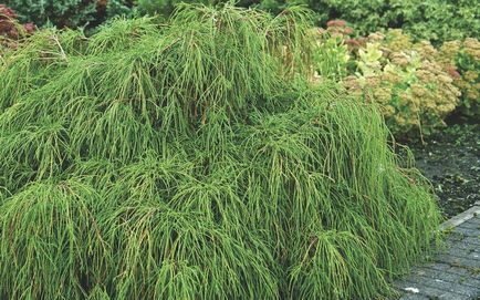Conifere de plante cypress fotografie și numele de soiuri și specii, de îngrijire pentru soiuri de chiparos