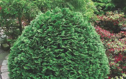 Conifere de plante cypress fotografie și numele de soiuri și specii, de îngrijire pentru soiuri de chiparos