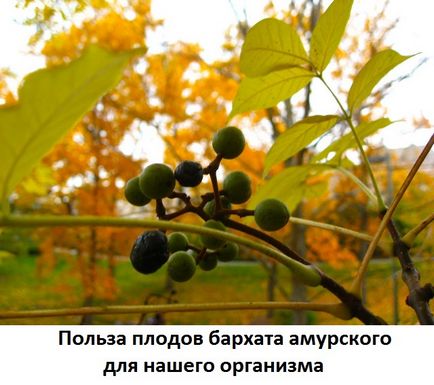 Berry Amur proprietăți medicinale catifea și contraindicații, un site despre metodele de tratare a medicilor