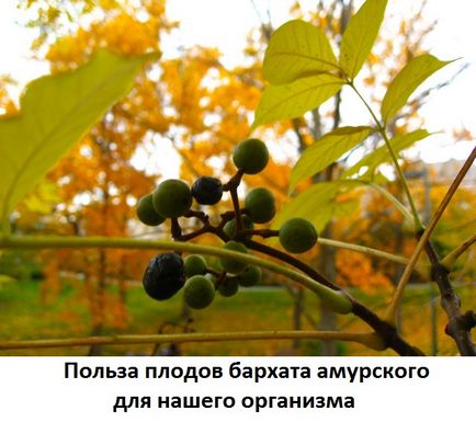 Ягода амурський оксамит лікувальні властивості і протипоказання, сайт про методи лікування докторів