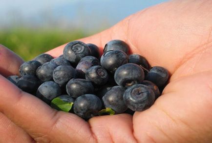Berry Sanberry proprietăți utile și contraindicații