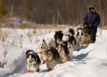 Yakut husky