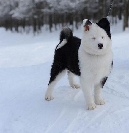 Yakutian Laika fajta leírás és fotó, fehér husky, kék szemű