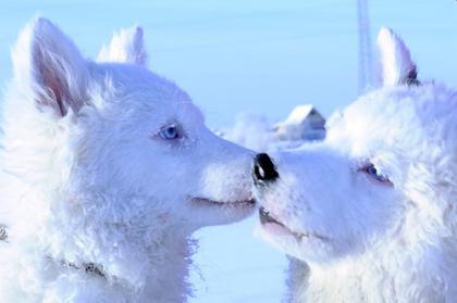 Yakut Laika descrie rasa și fotografia, câine alb cu ochi albaștri