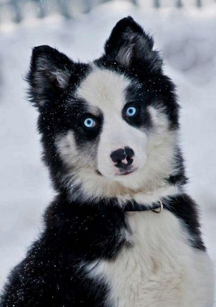 Yakutian Laika fajta leírás és fotó, fehér husky, kék szemű