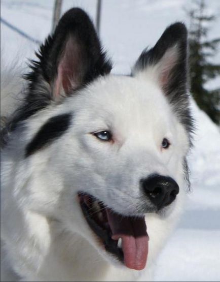 Yakutian Laika fajta leírás és fotó, fehér husky, kék szemű