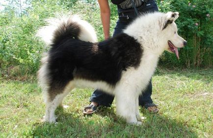 Yakutian Laika fajta leírás és fotó, fehér husky, kék szemű