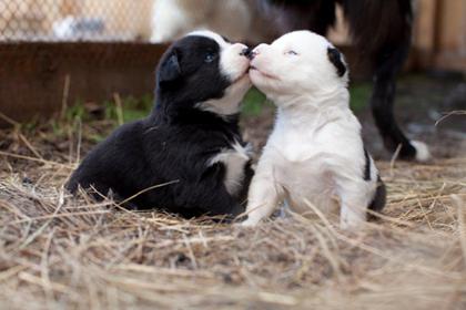 Yakutian Laika fajta leírás és fotó, fehér husky, kék szemű