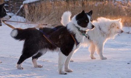 Yakutian Laika fajta leírás és fotó, fehér husky, kék szemű