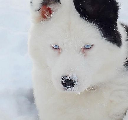 Yakut Laika descrie rasa și fotografia, câine alb cu ochi albaștri