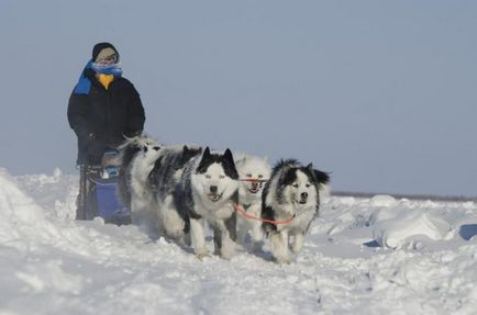 Yakut Laika descrie rasa și fotografia, câine alb cu ochi albaștri