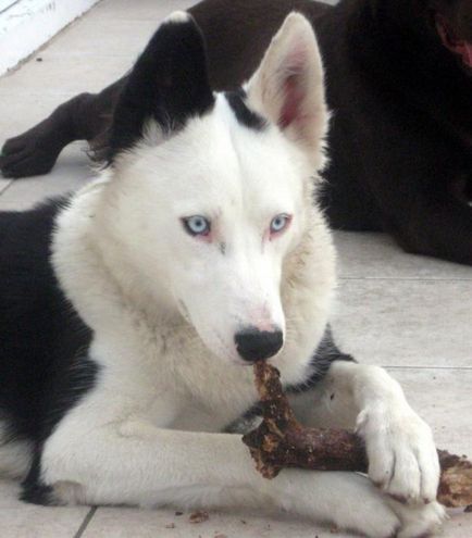 Yakutian Laika fajta leírás és fotó, fehér husky, kék szemű