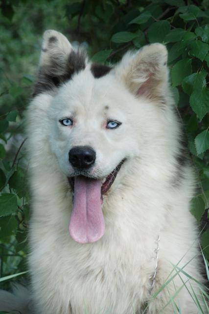 Yakutian Laika fajta leírás és fotó, fehér husky, kék szemű