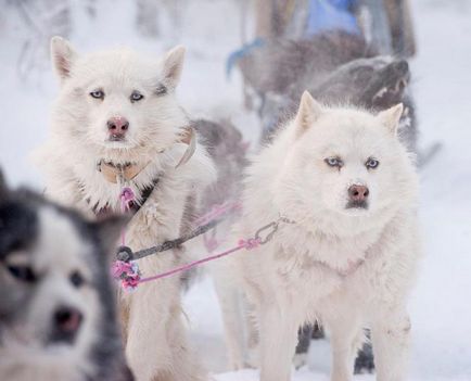 Yakut Laika descrie rasa și fotografia, câine alb cu ochi albaștri