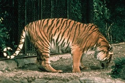 Jávai tigris - megsemmisült, vagy túlélő alfaj