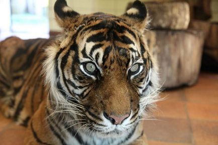 Javan Tiger - distruse sau supraviețuite subspecii