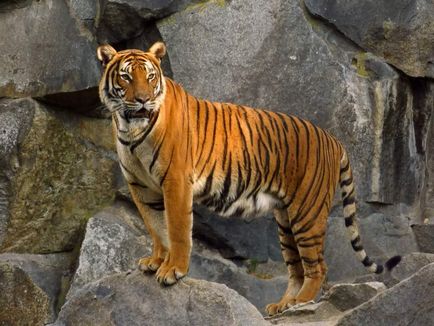 Яванський тигр - знищений або вижив підвид