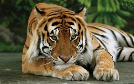 Jávai tigris - megsemmisült, vagy túlélő alfaj