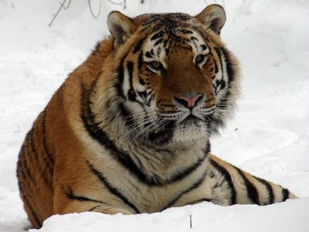 Javan Tiger - distruse sau supraviețuite subspecii