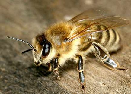 Kommunikáció nyelve méhek
