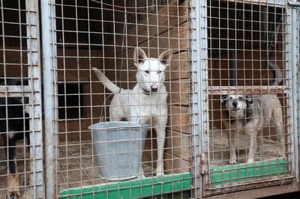Південно-східний кур'єр - кішки і собаки з притулку «друкарі» чекають своїх господарів