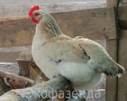 Zagorskaya lazac fajta csirkék, vásárlás Zagorje lososevayu csirke fajta a moszkvai