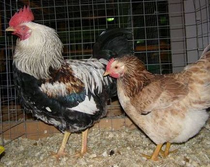 Zagorskaya lazac fajta csirkék - a leírás és jellemzés élő, fotó és leírás fajok