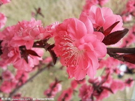 Florile acoperite de zăpadă din China, poezii de parfumuri