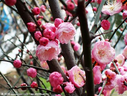 Florile acoperite de zăpadă din China, poezii de parfumuri