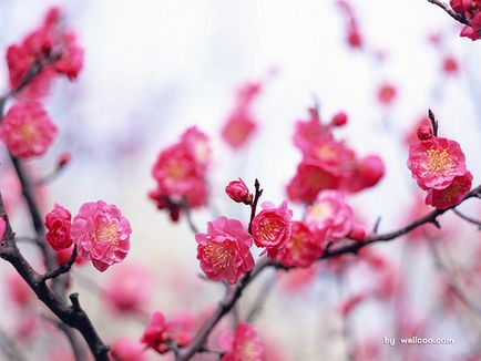 Florile acoperite de zăpadă din China, poezii de parfumuri