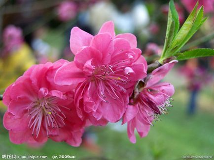 Florile acoperite de zăpadă din China, poezii de parfumuri