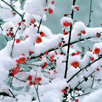 Florile acoperite de zăpadă din China, poezii de parfumuri