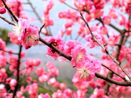 Засніжені квіти Китаю, поезія ароматів