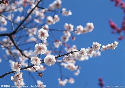 Florile acoperite de zăpadă din China, poezii de parfumuri